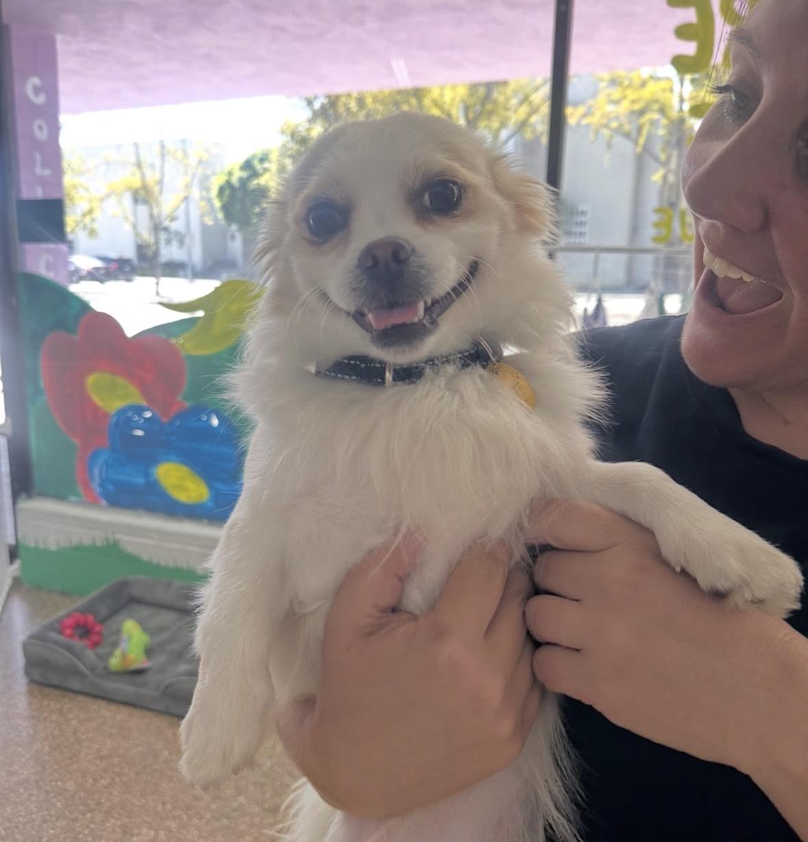 Enlarge Herman, a Adoptable mixed breed in Pasadena, CA image 5/6