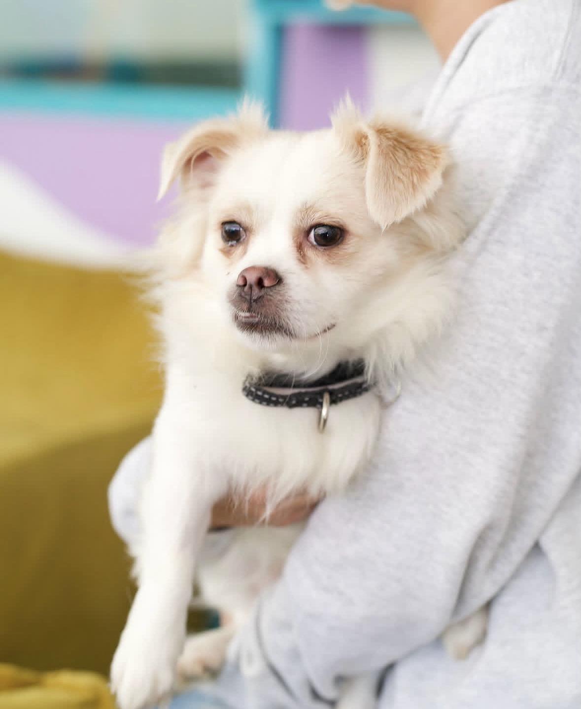 Enlarge Herman, a Adoptable mixed breed in Pasadena, CA image 6/6