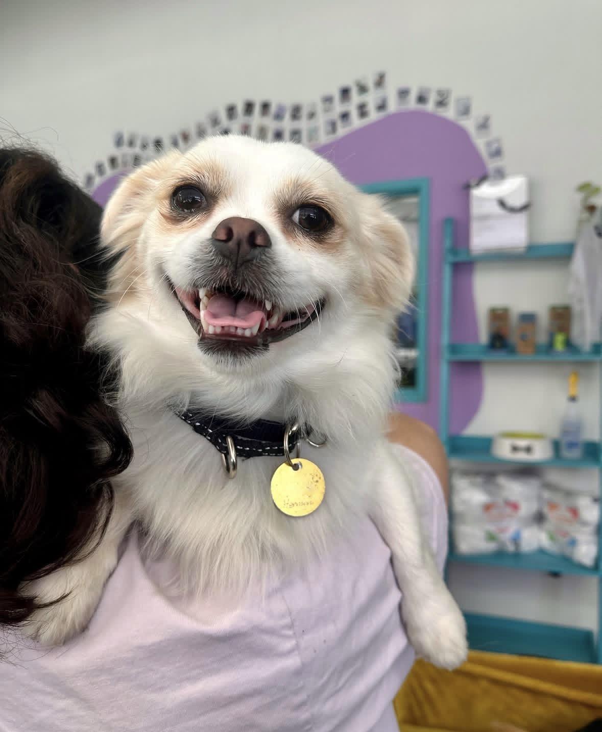 Herman, Adoptable, Adult Male Pekingese.