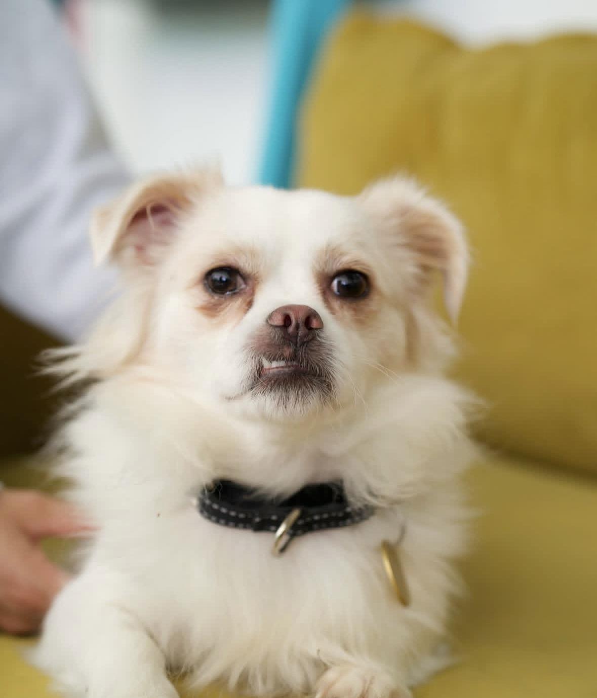Enlarge Herman, a Adoptable mixed breed in Pasadena, CA image 4/6