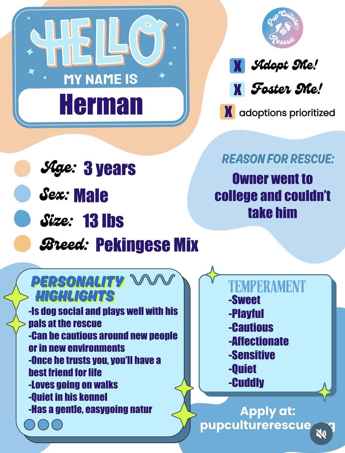 Enlarge Herman, a Adoptable mixed breed in Pasadena, CA image 2/6