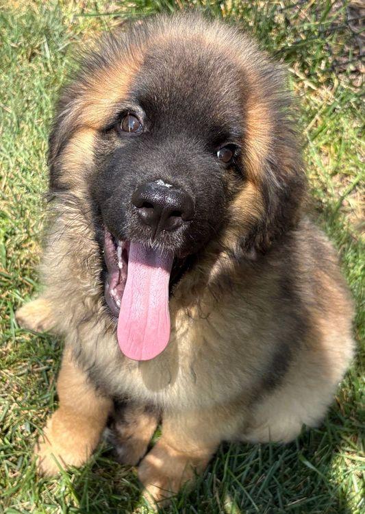 Felix, an adoptable Leonberger in Larkspur, CO, 80118 | Photo Image 1