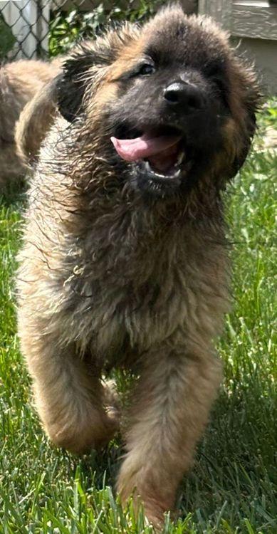 Felix, an adoptable Leonberger in Larkspur, CO, 80118 | Photo Image 4
