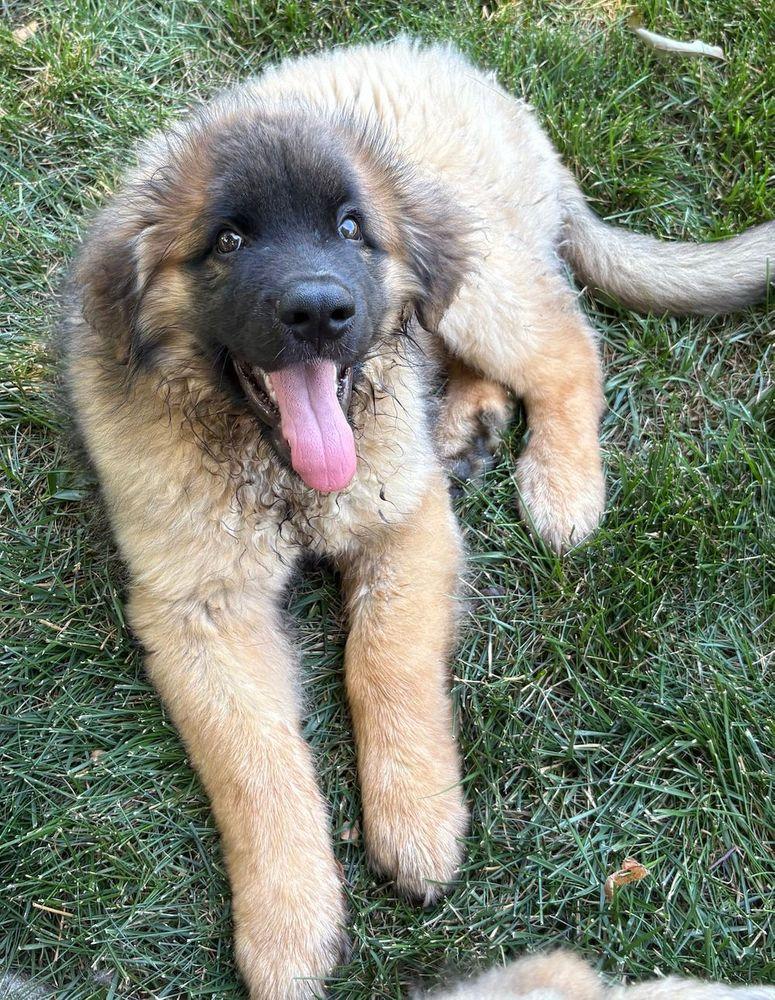 Felix, an adoptable Leonberger in Larkspur, CO, 80118 | Photo Image 2