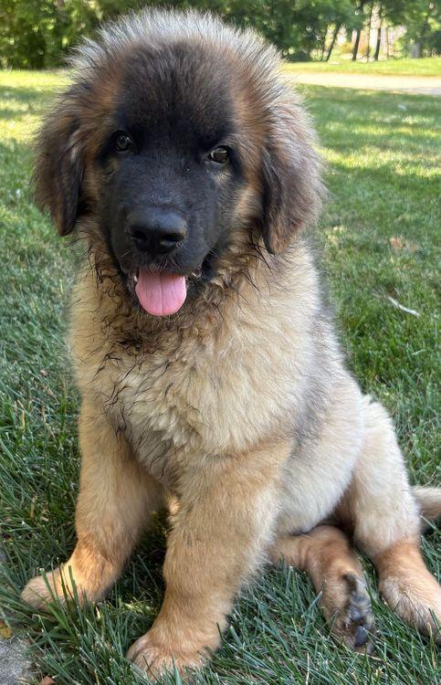 Felix, an adoptable Leonberger in Larkspur, CO, 80118 | Photo Image 5