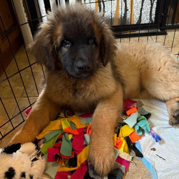 Felix, an adoptable Leonberger in Larkspur, CO, 80118 | Photo Image 3