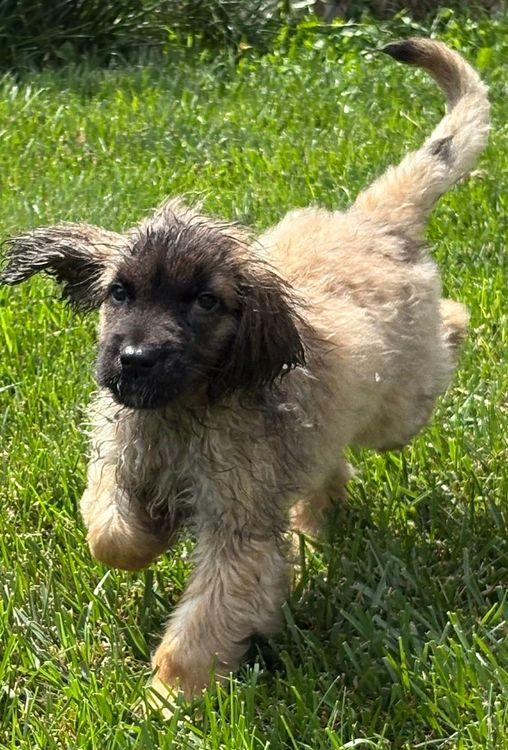 Felix, an adoptable Leonberger in Larkspur, CO, 80118 | Photo Image 6