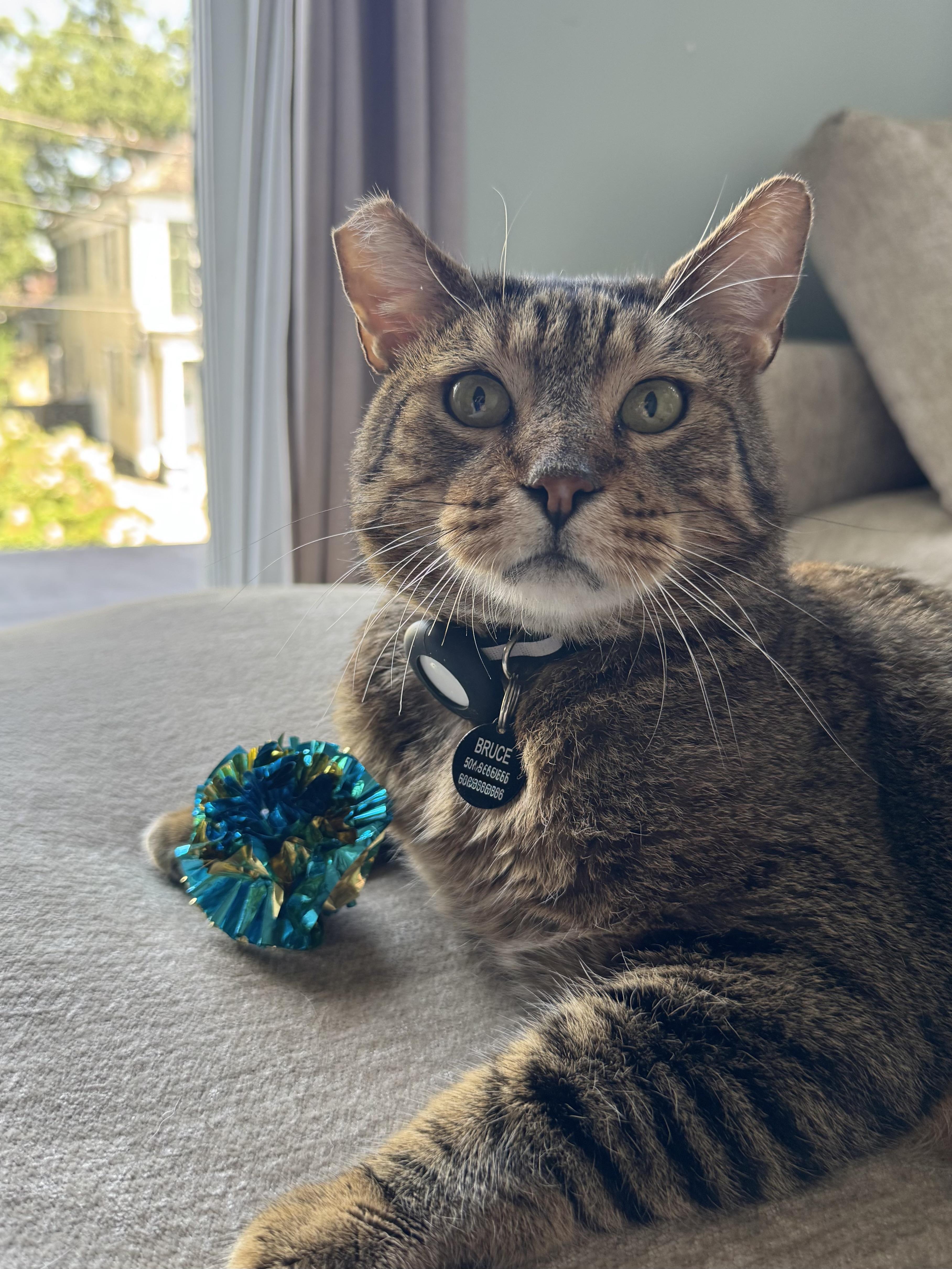 Bruce, ADOPTABLE, Adult Male Domestic Short Hair.