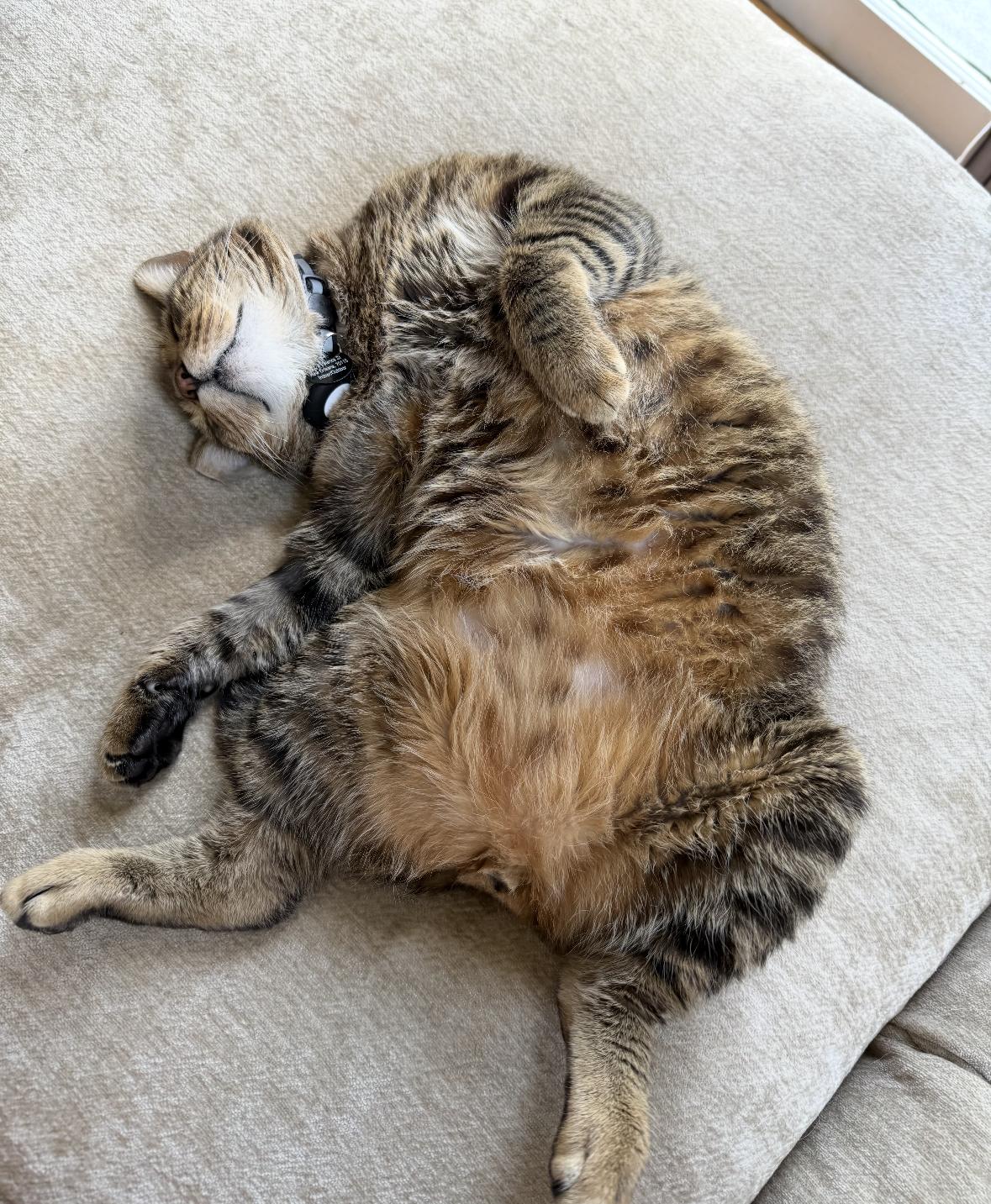 Enlarge Bruce, a ADOPTABLE Domestic Short Hair in New Orleans, LA image 2/6