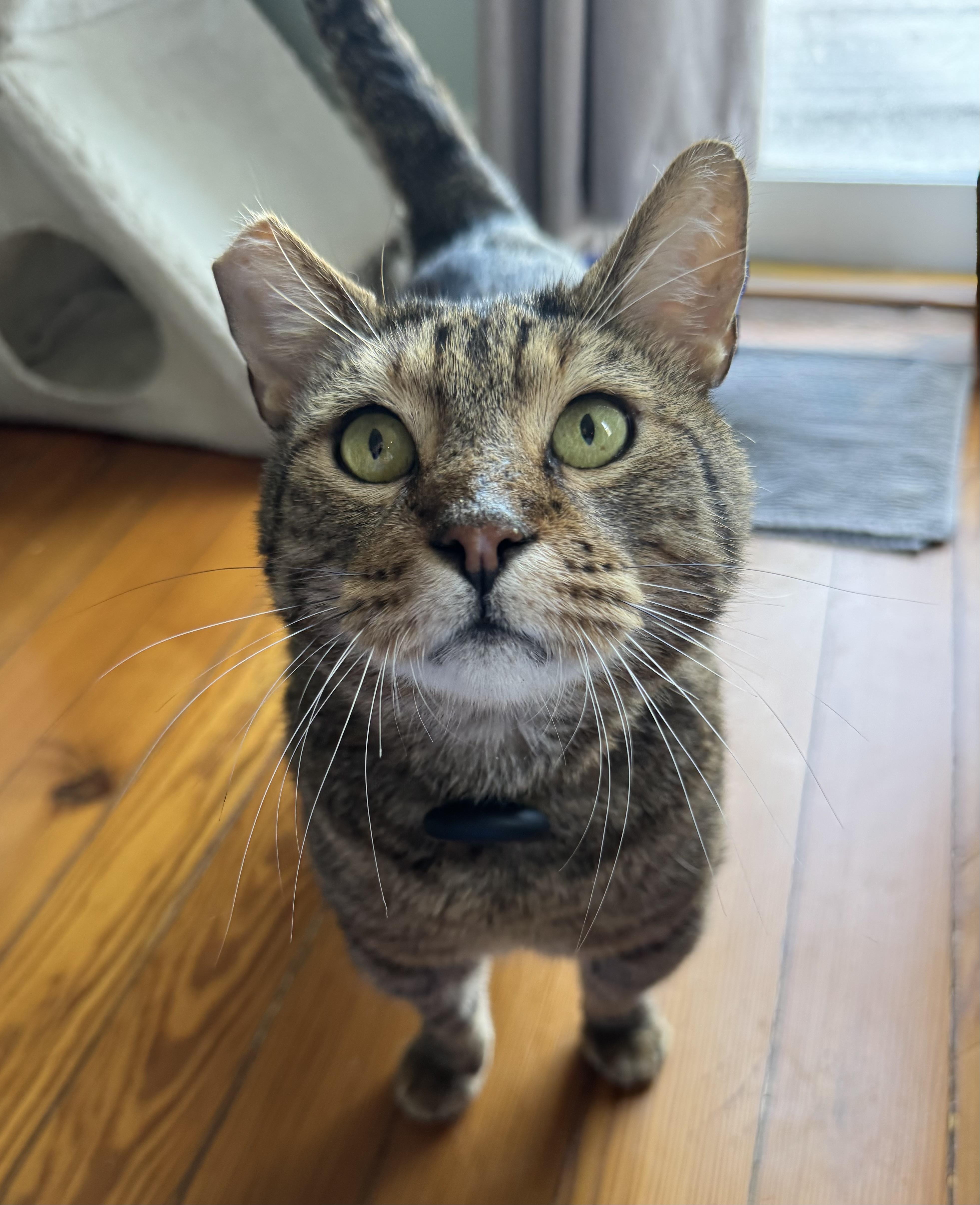 Enlarge Bruce, a ADOPTABLE Domestic Short Hair in New Orleans, LA image 4/6