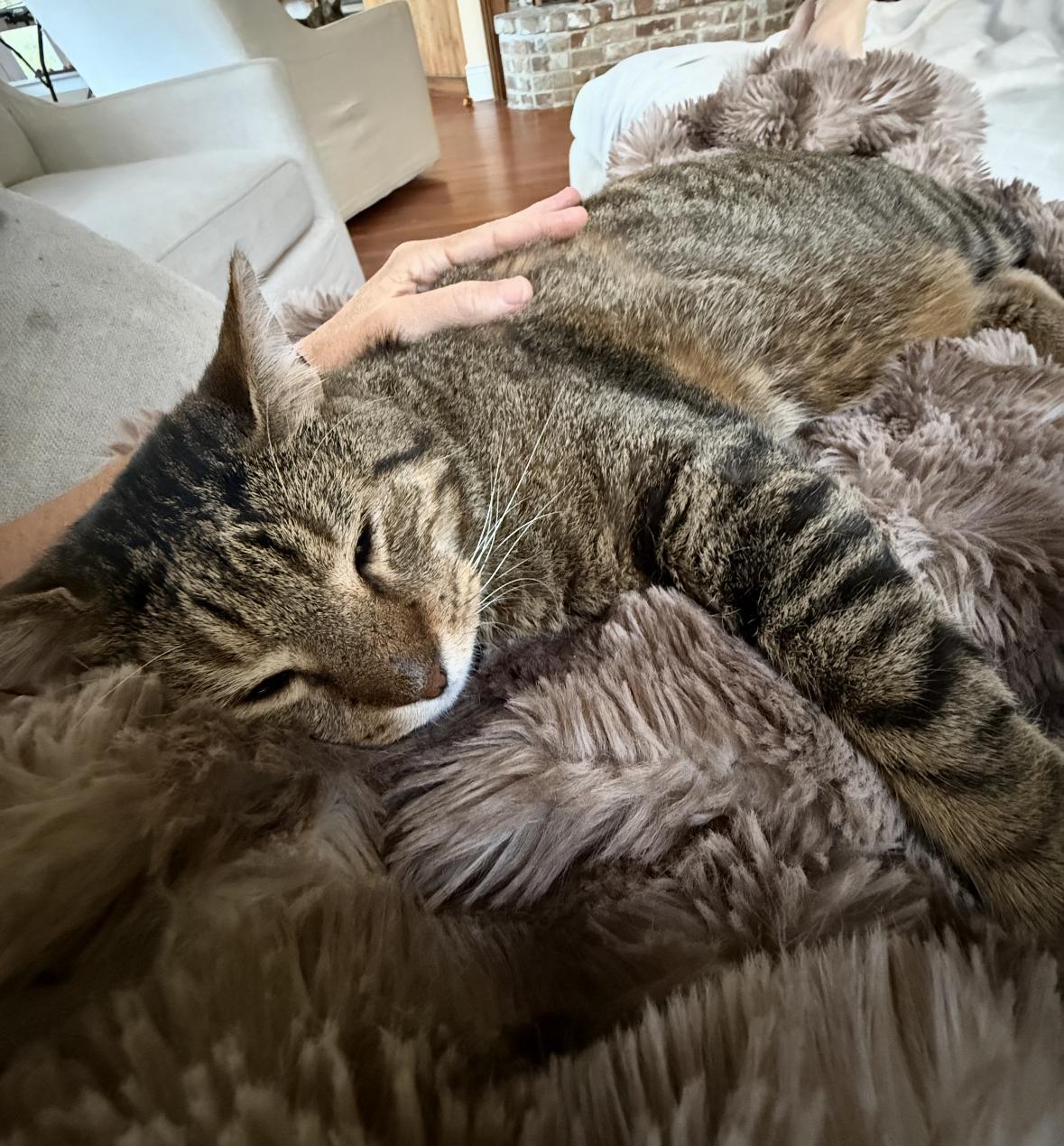 Enlarge Bruce, a ADOPTABLE Domestic Short Hair in New Orleans, LA image 3/6