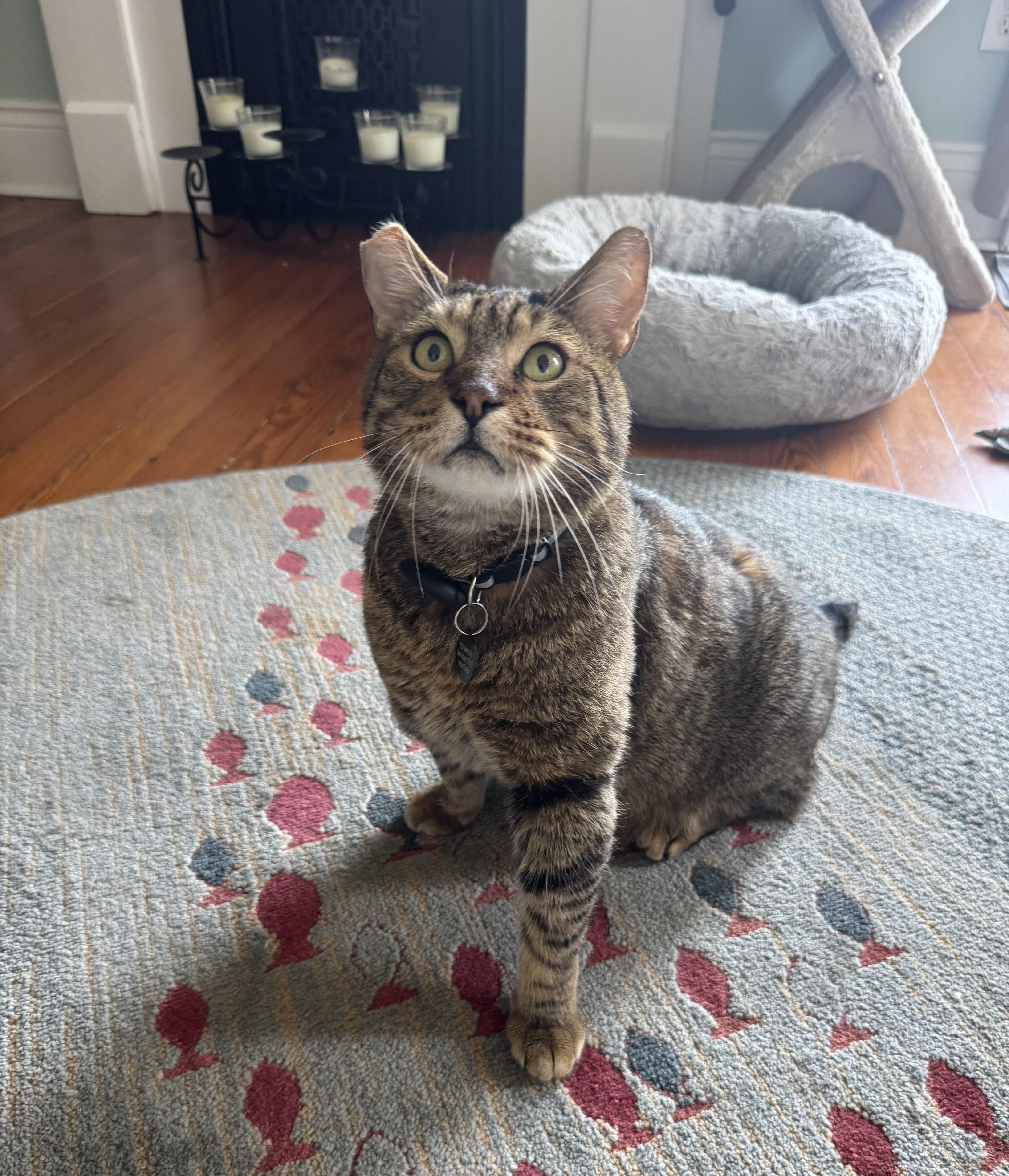 Enlarge Bruce, a ADOPTABLE Domestic Short Hair in New Orleans, LA image 5/6