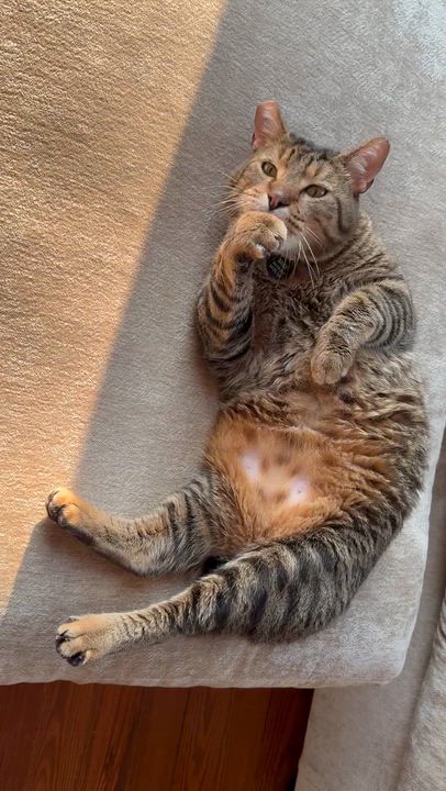 Enlarge Bruce, a ADOPTABLE Domestic Short Hair in New Orleans, LA video 6/6