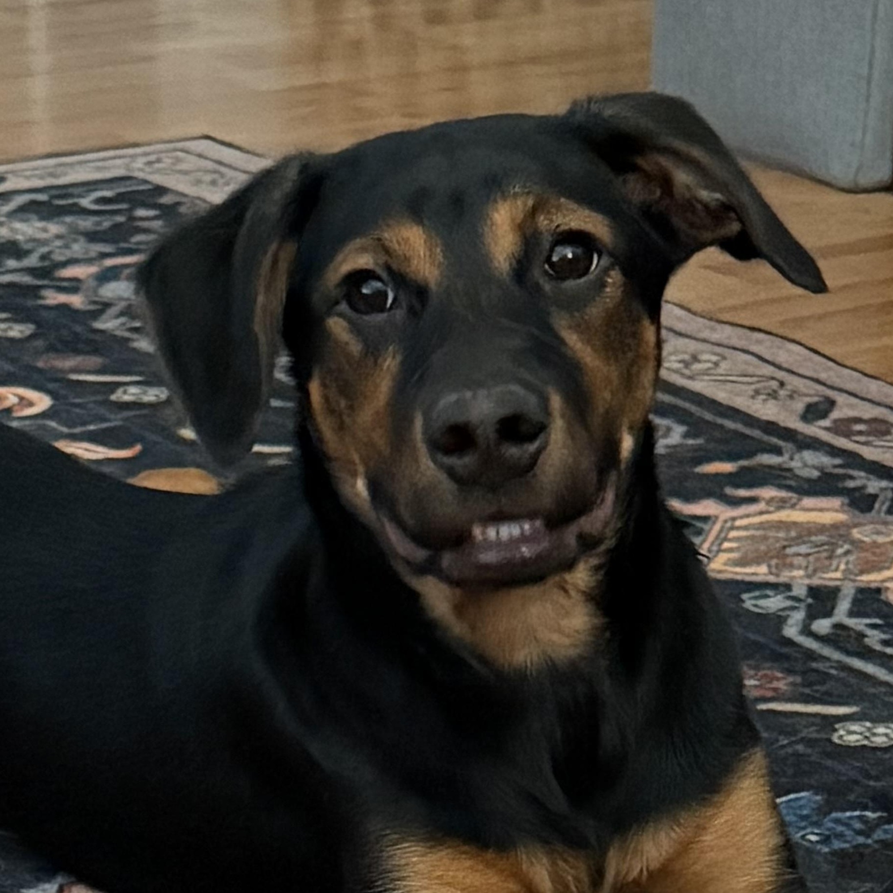 Enlarge Sequoia, a Adoptable mixed breed in Richmond, VA image 1/4