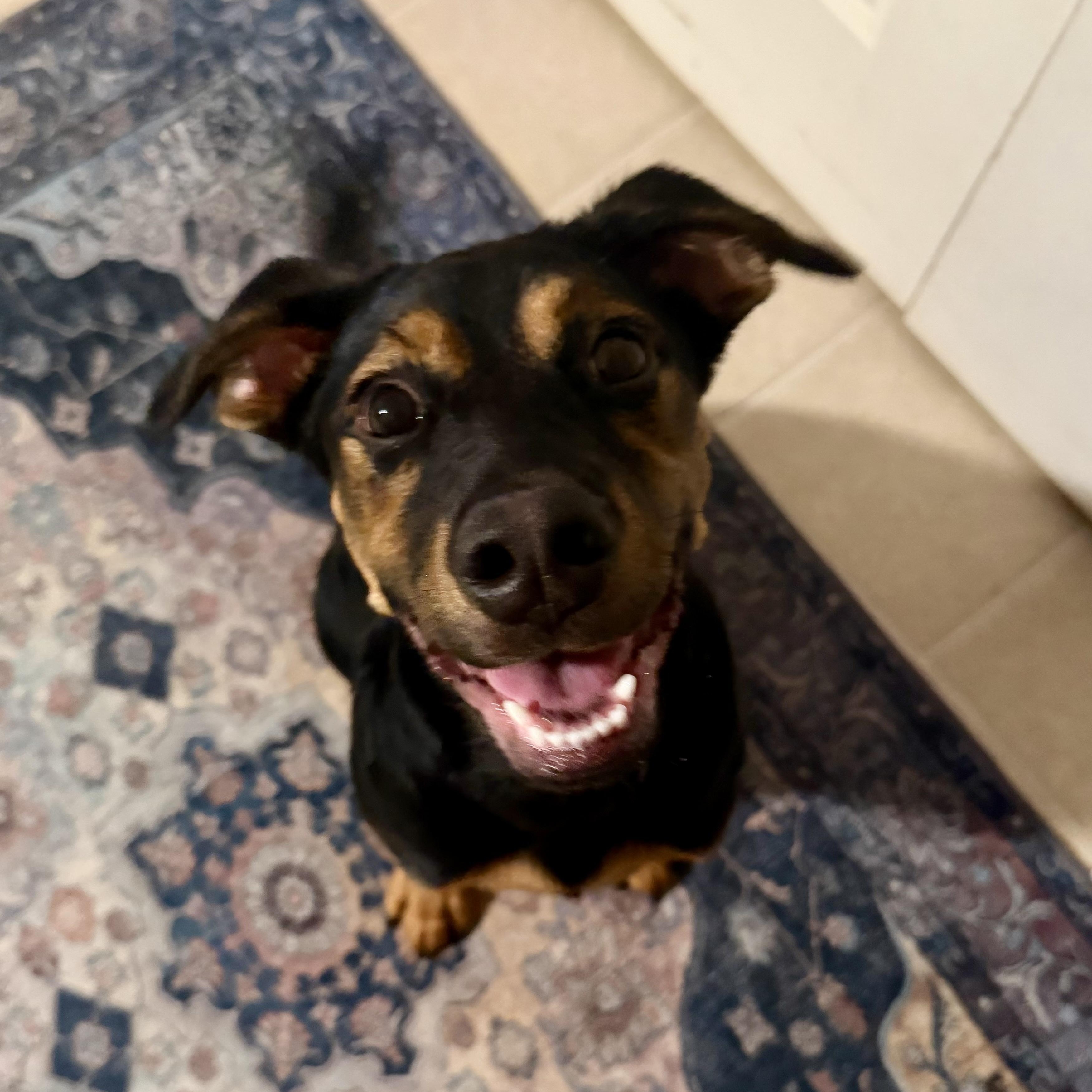 Enlarge Sequoia, a Adoptable mixed breed in Richmond, VA image 4/4