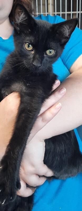 Pepsi, Adoptable, Young Male Domestic Short Hair.