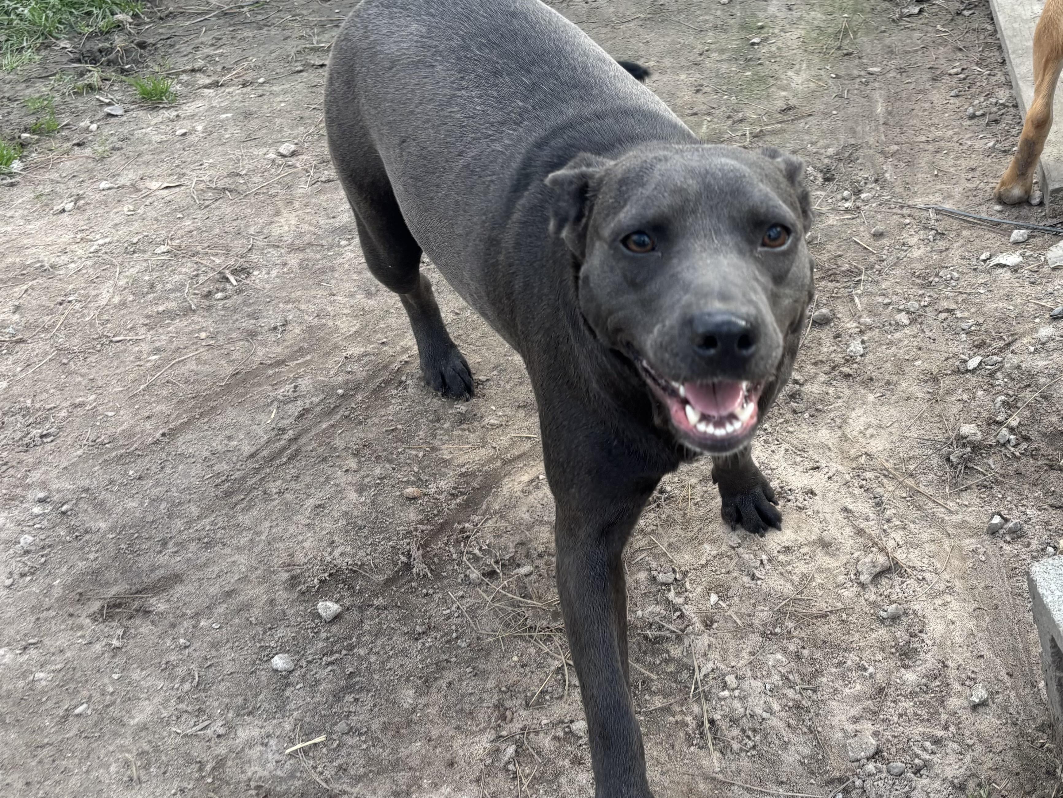 Gemma, ADOPTABLE, Adult Female Mixed Breed.