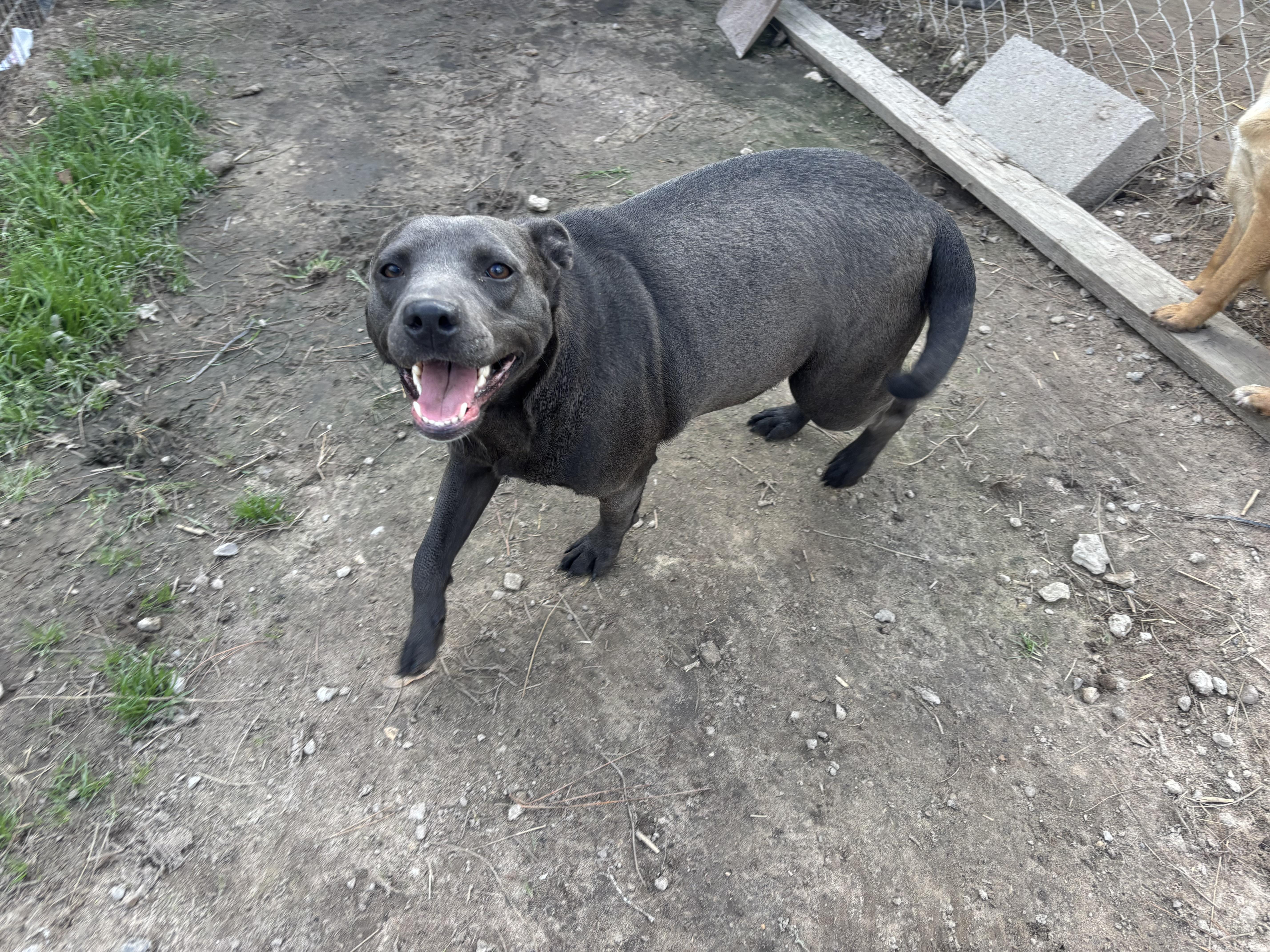 Enlarge Gemma, a ADOPTABLE mixed breed in Coldspring, TX image 2/5