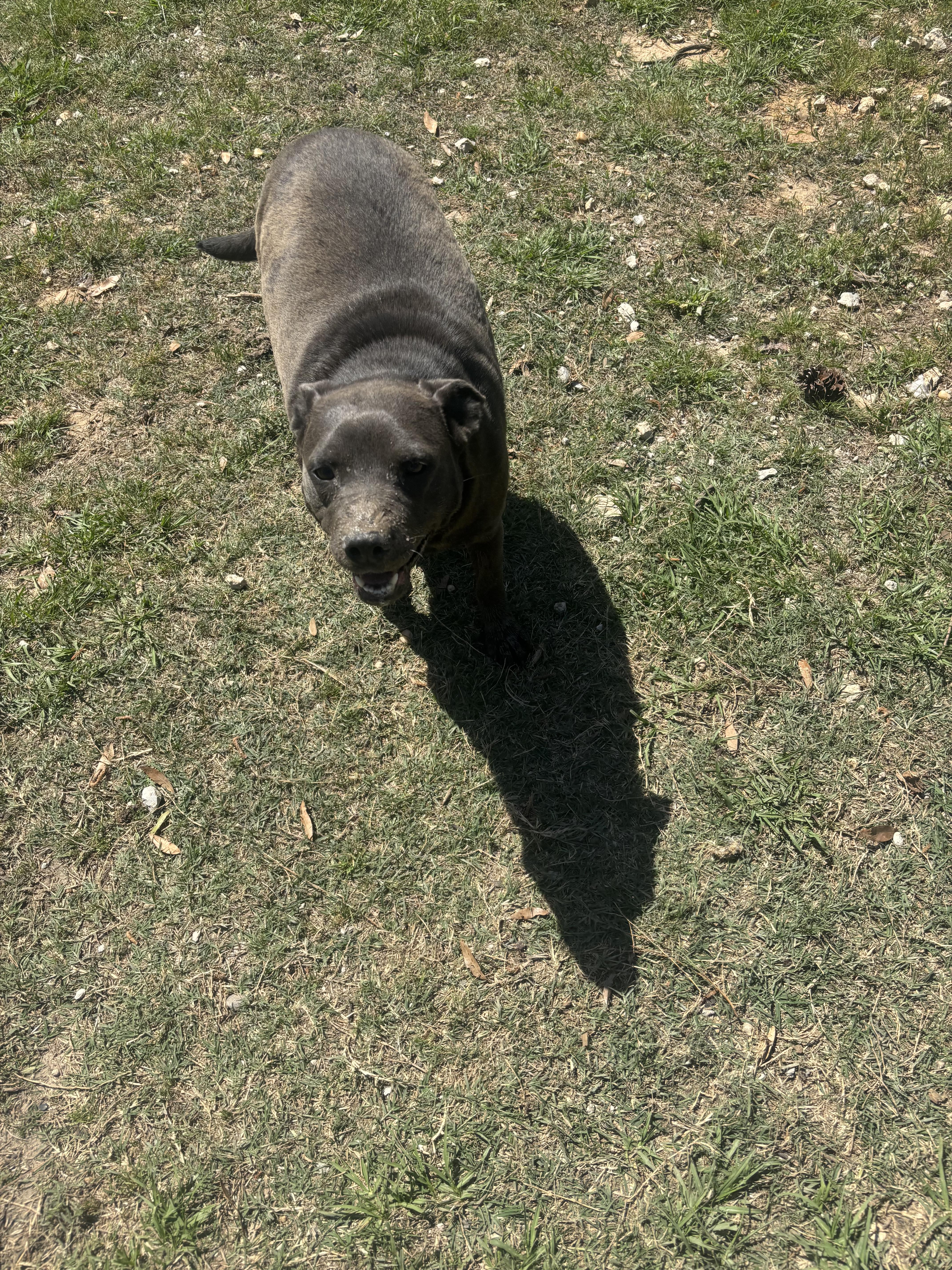 Enlarge Gemma, a ADOPTABLE mixed breed in Coldspring, TX image 4/5