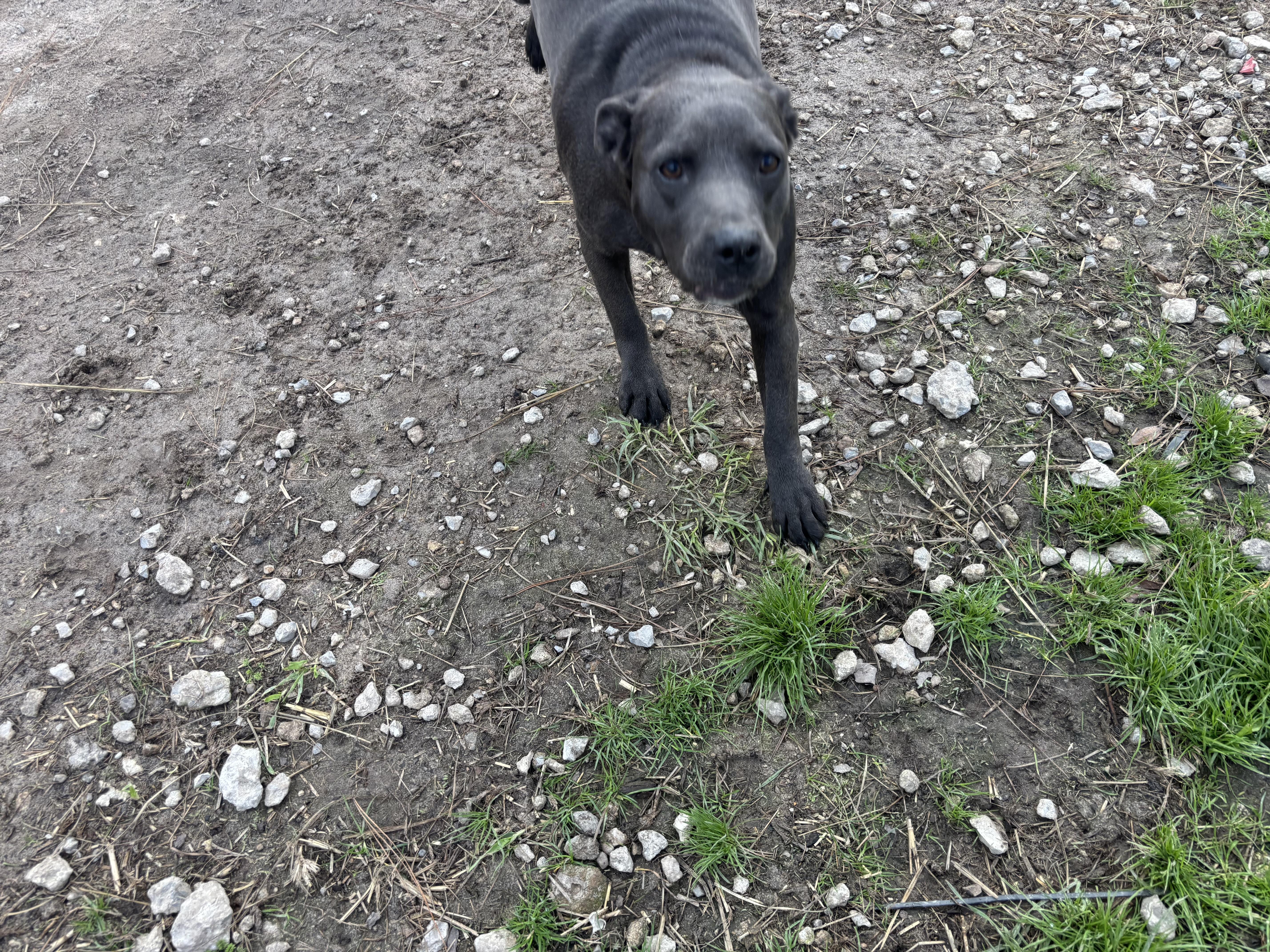 Enlarge Gemma, a ADOPTABLE mixed breed in Coldspring, TX image 3/5