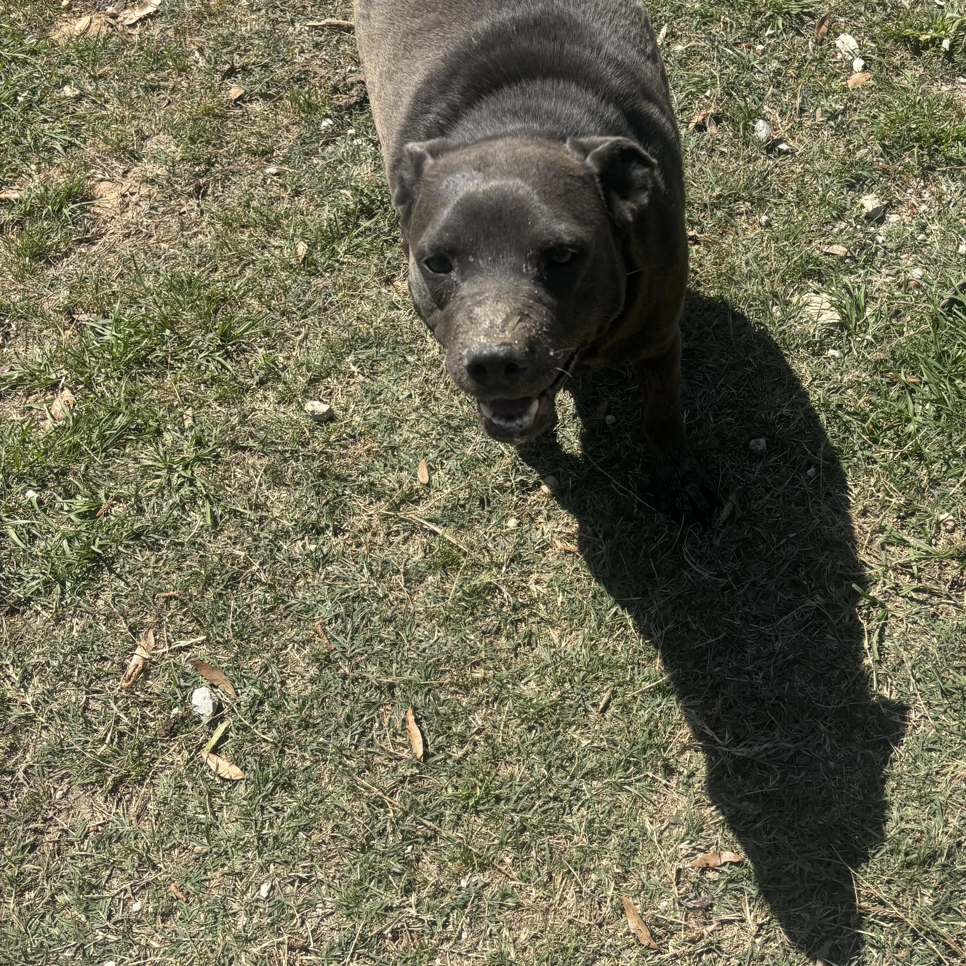 Enlarge Gemma, a ADOPTABLE mixed breed in Coldspring, TX image 5/5