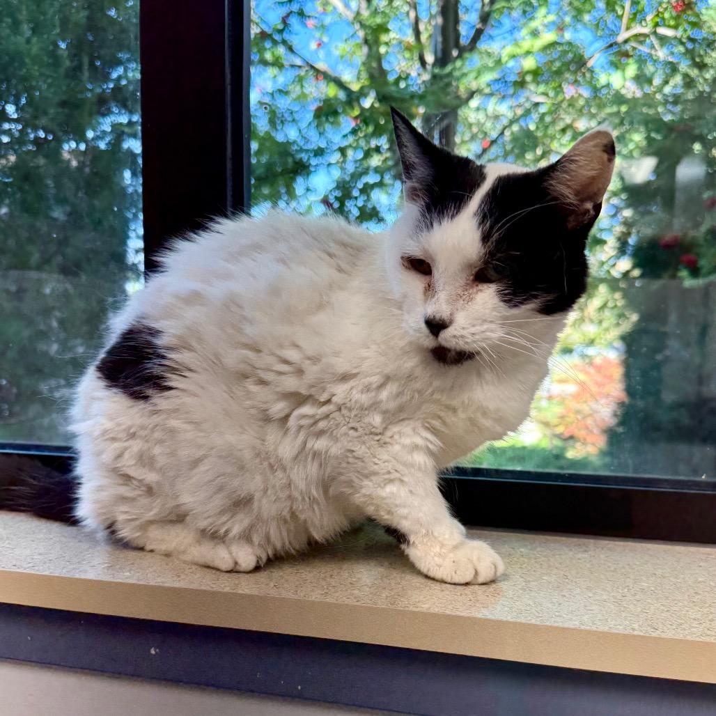 Enlarge Purrsephonie, a Adoptable mixed breed in Great Falls, MT image 1/6