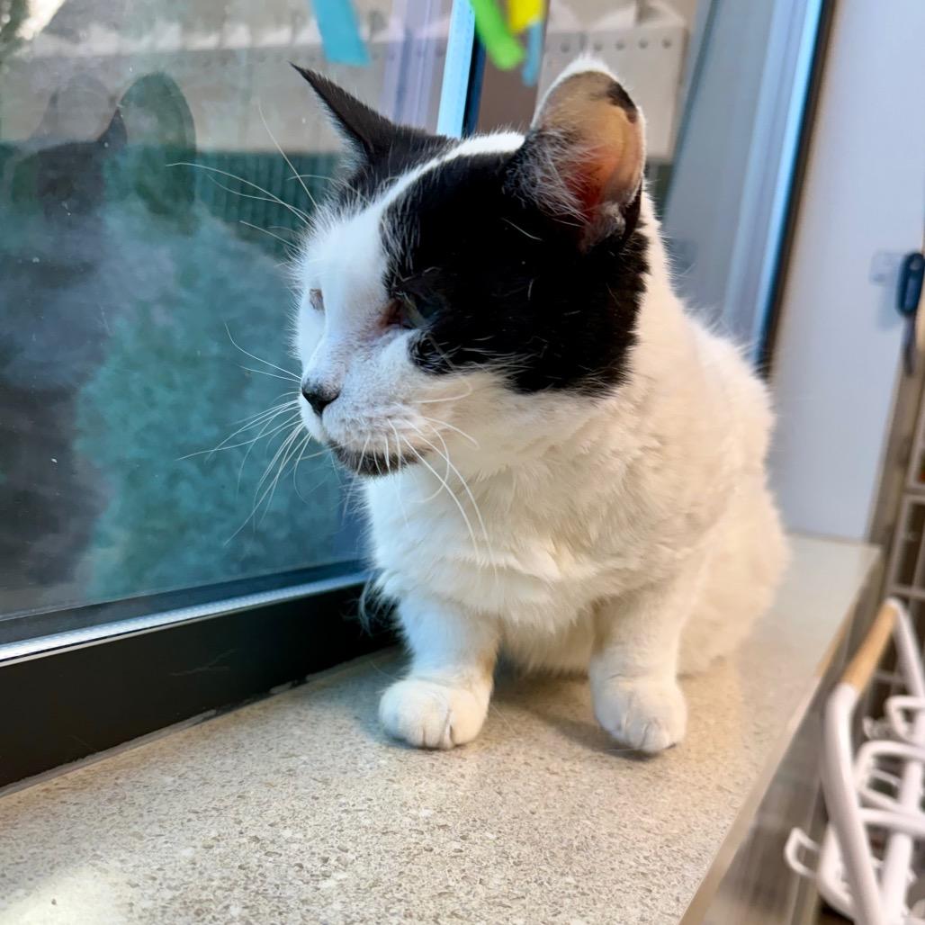 Enlarge Purrsephonie, a Adoptable mixed breed in Great Falls, MT image 2/6
