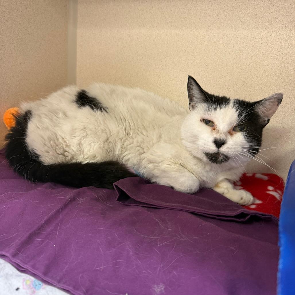Enlarge Purrsephonie, a Adoptable mixed breed in Great Falls, MT image 3/6
