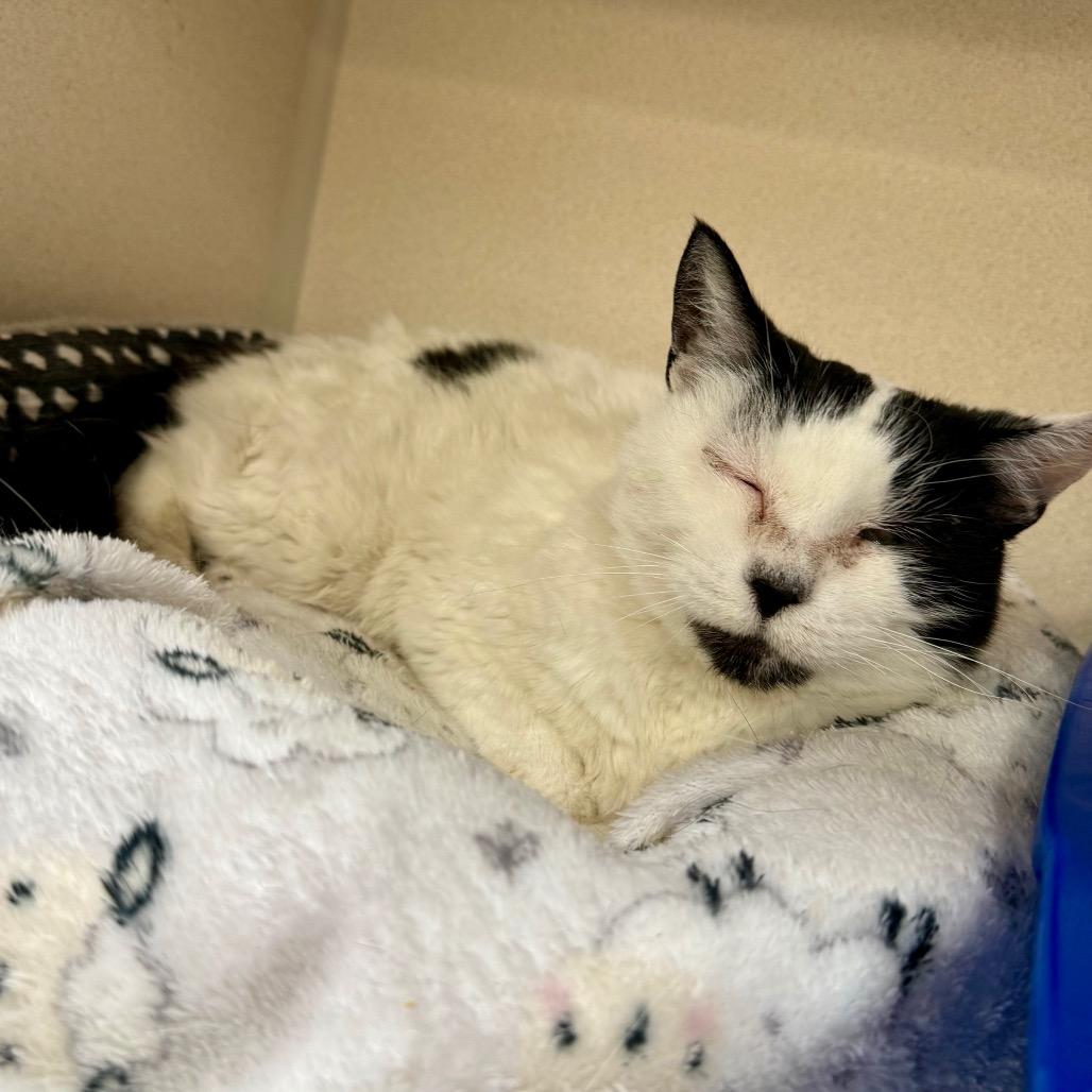 Enlarge Purrsephonie, a Adoptable mixed breed in Great Falls, MT image 4/6
