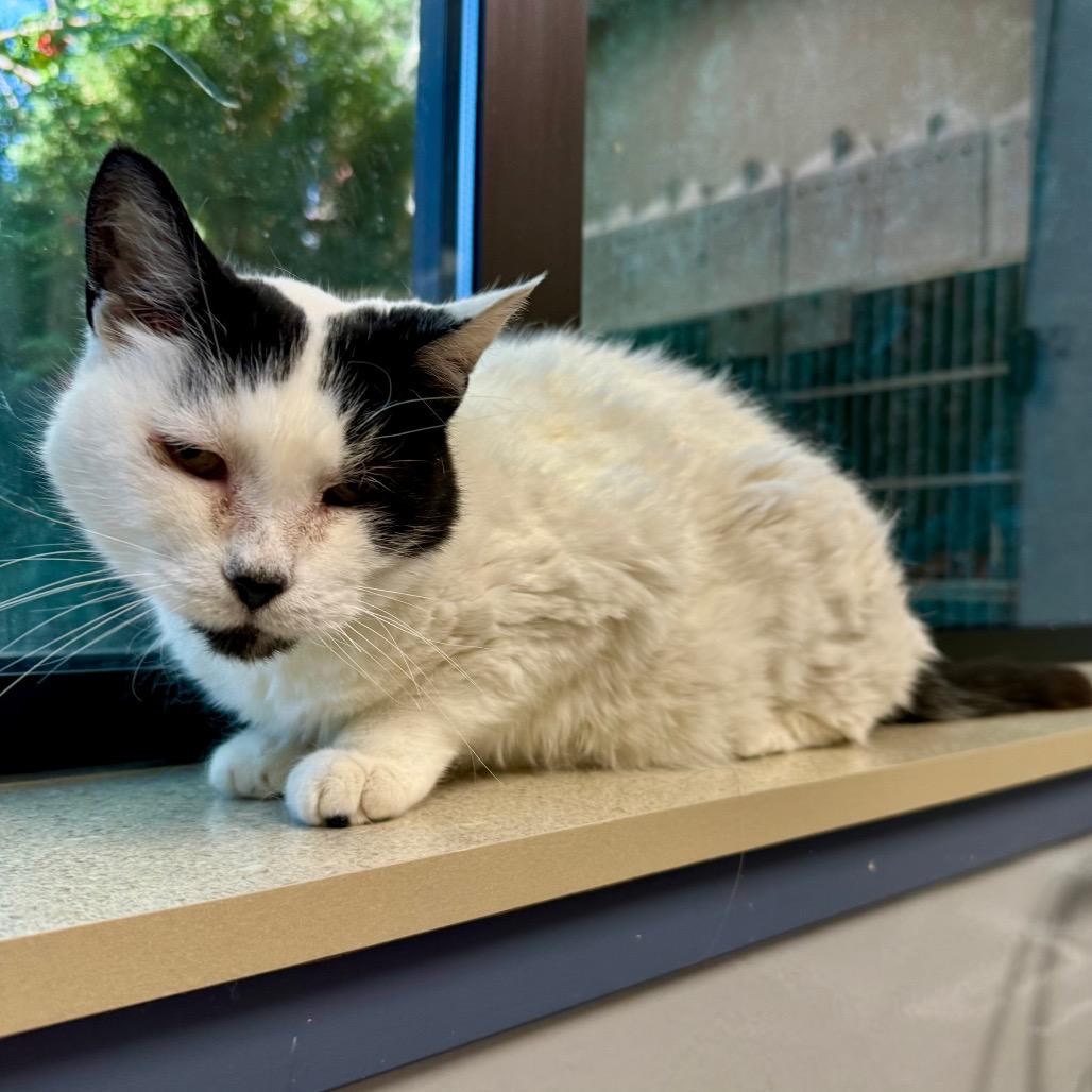 Enlarge Purrsephonie, a Adoptable mixed breed in Great Falls, MT image 5/6