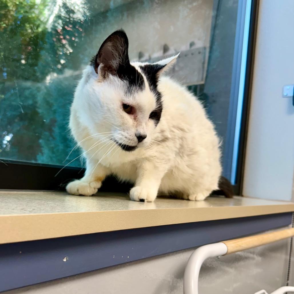 Enlarge Purrsephonie, a Adoptable mixed breed in Great Falls, MT image 6/6