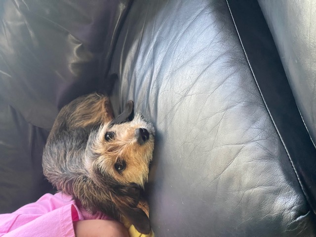 Munchkin, a Adopted Dachshund in Henderson, KY image 1/2