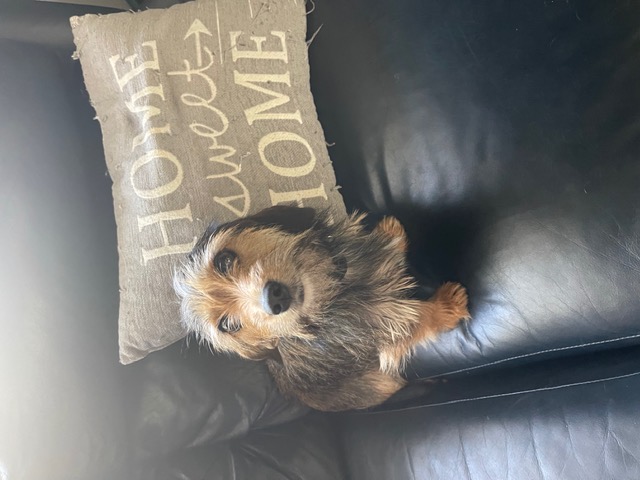 Munchkin, a Adopted Dachshund in Henderson, KY image 2/2