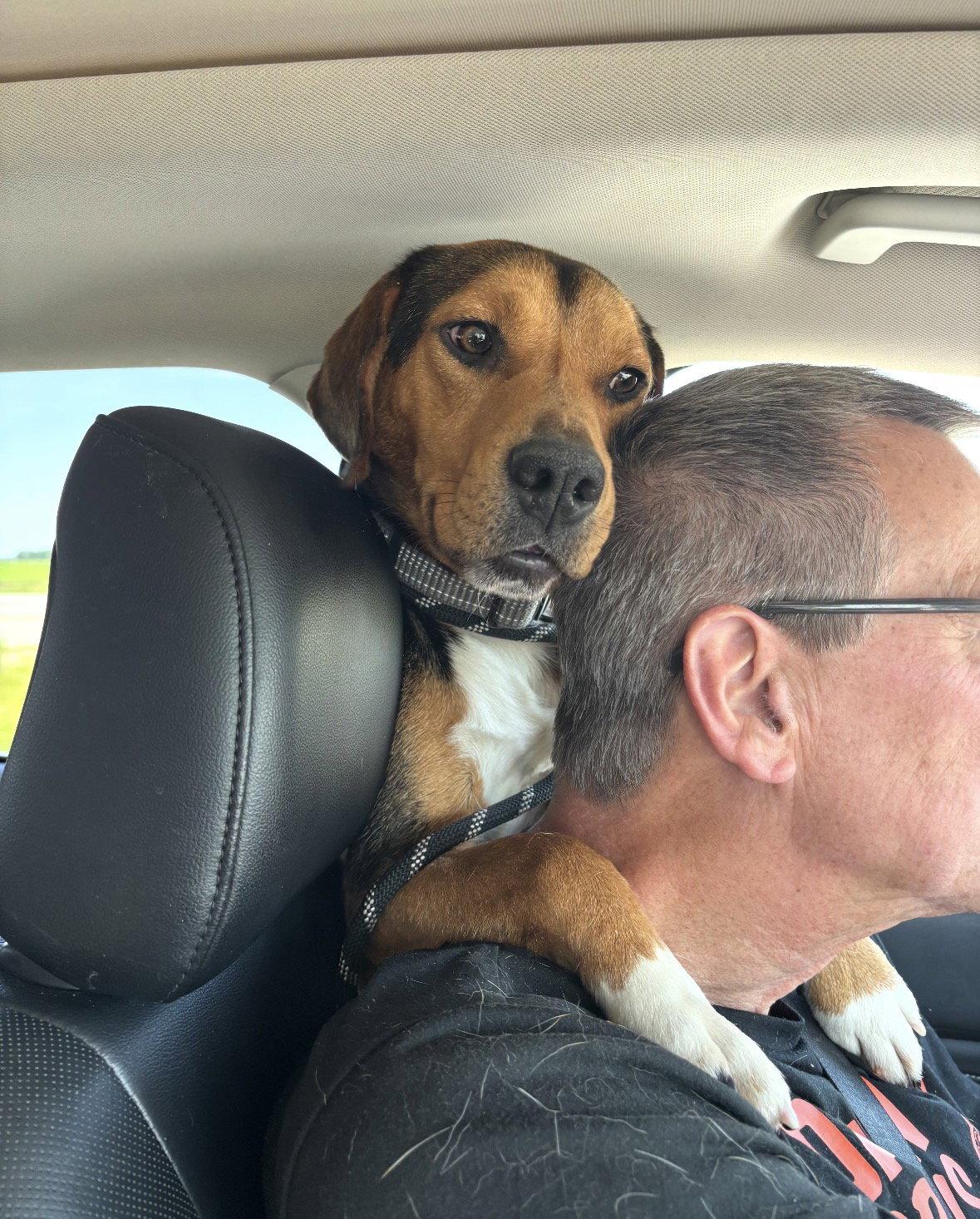 Jake, a Adoptable Beagle in Brookville, OH image 1/3