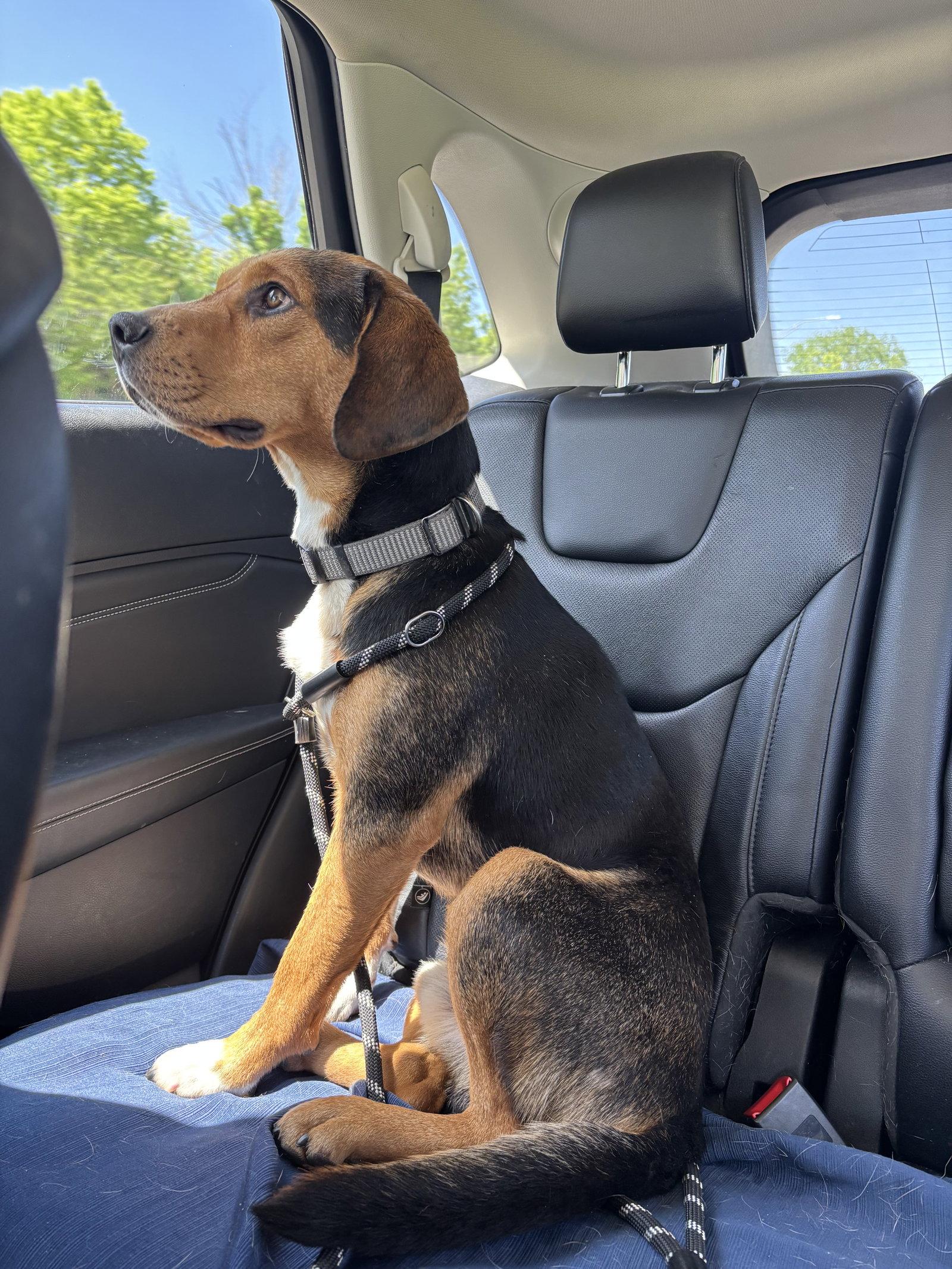Jake, a Adoptable Beagle in Brookville, OH image 2/3