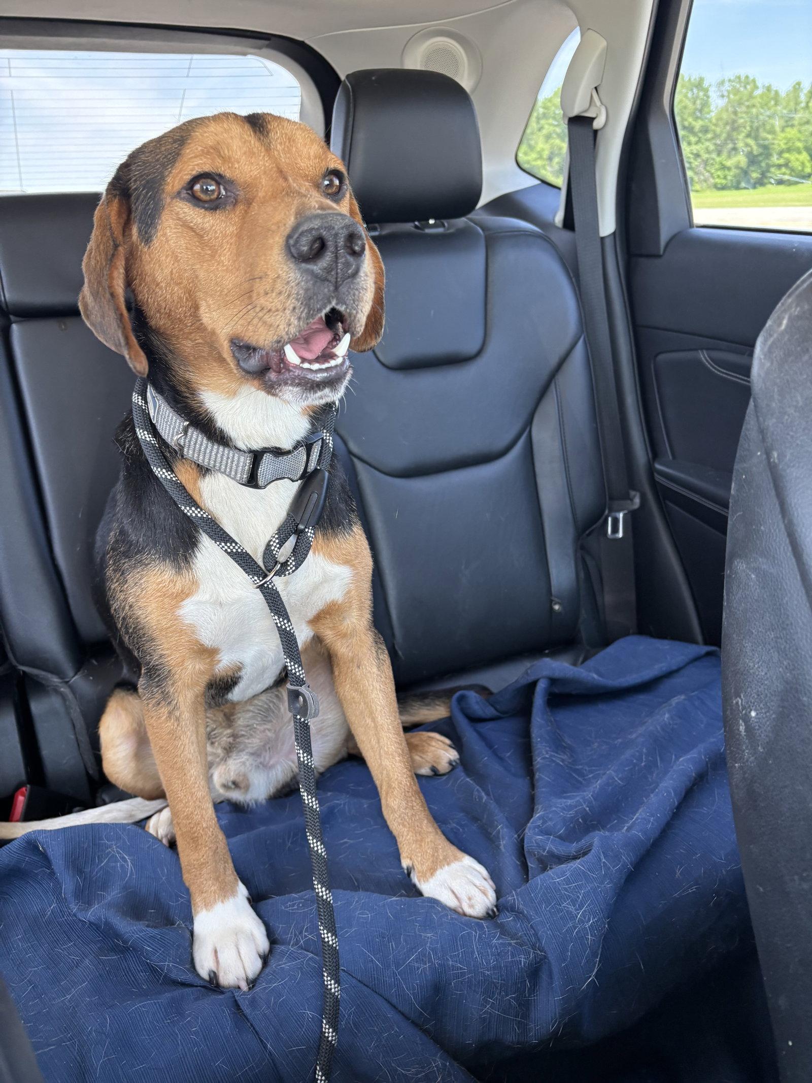 Jake, a Adoptable Beagle in Brookville, OH image 3/3