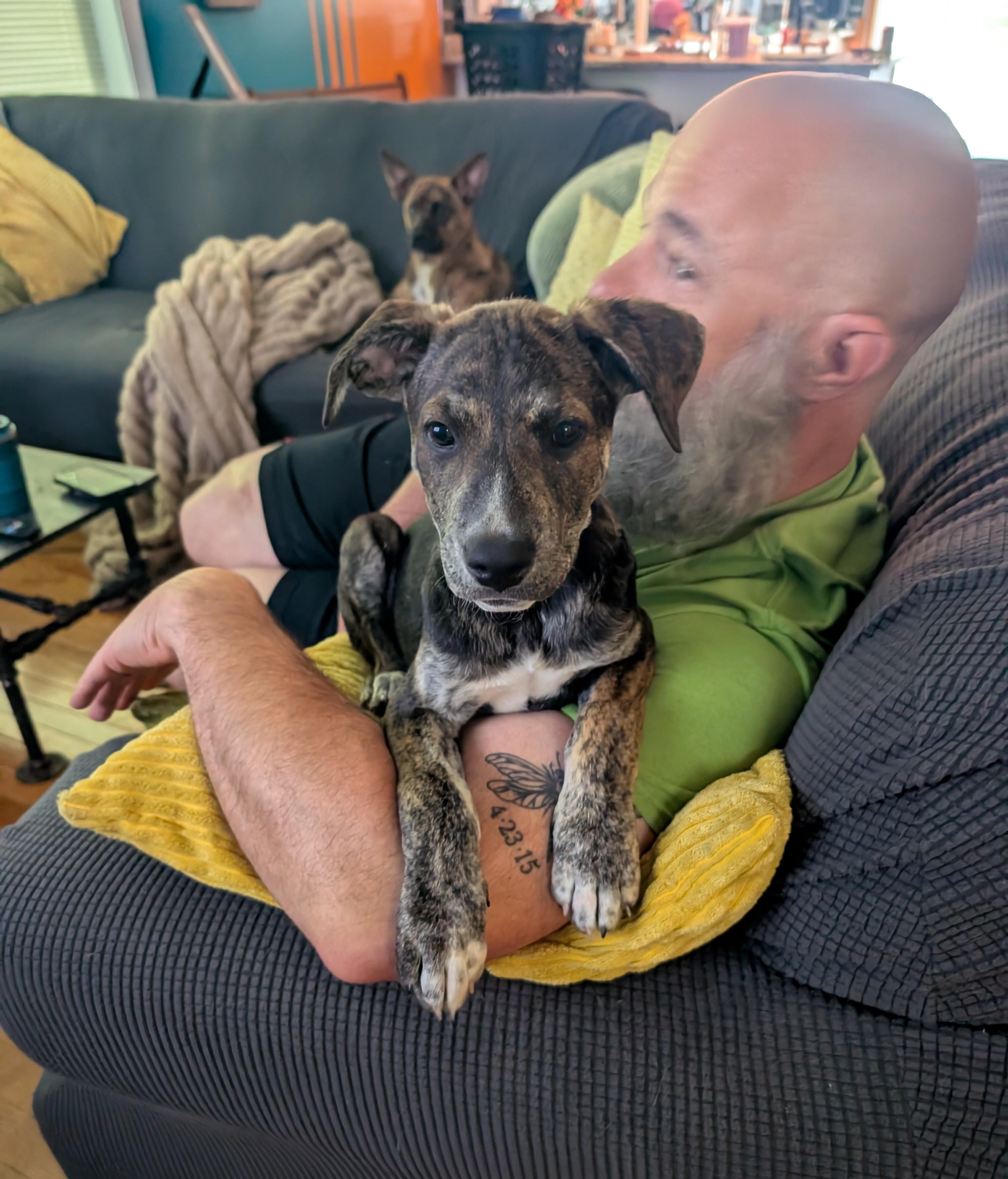 Jupiter (adoption pending), a Adoptable mixed breed in Albany, NY image 2/6