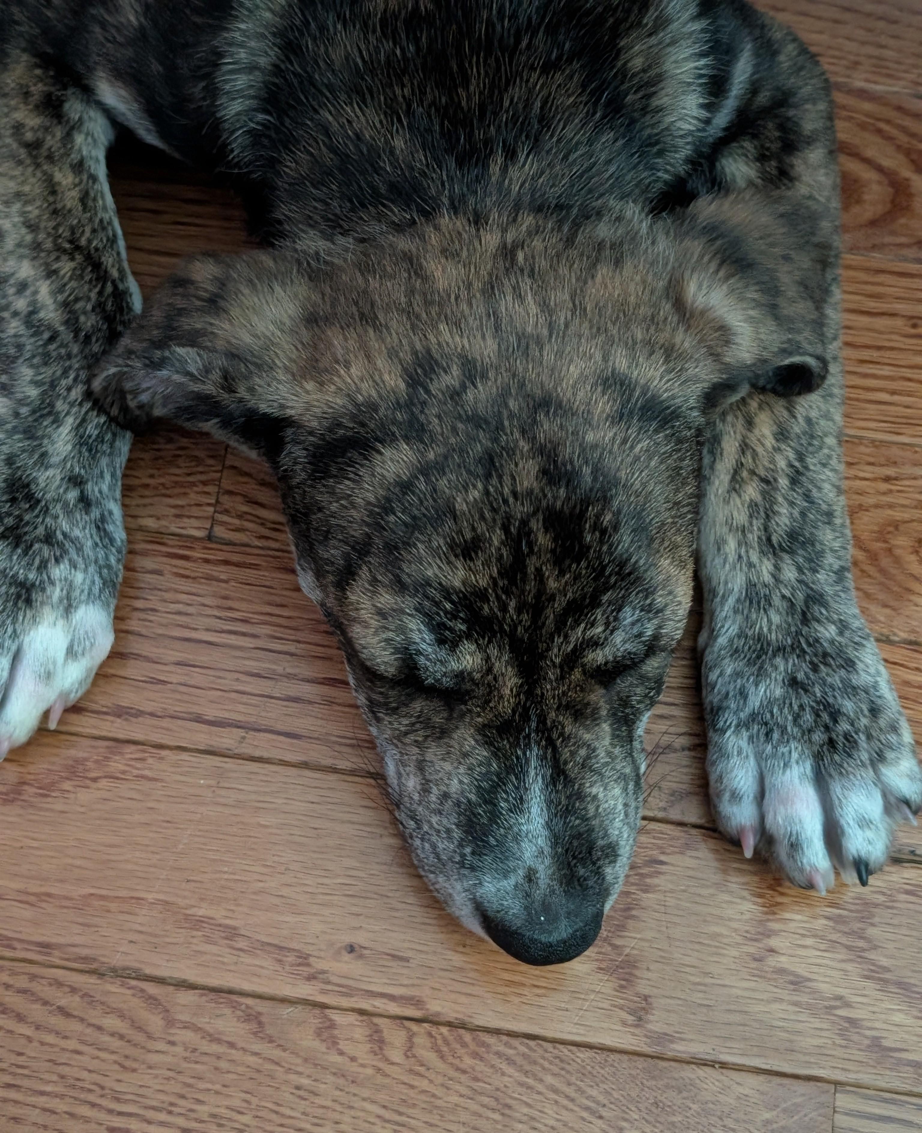 Jupiter (adoption pending), a Adoptable mixed breed in Albany, NY image 5/6