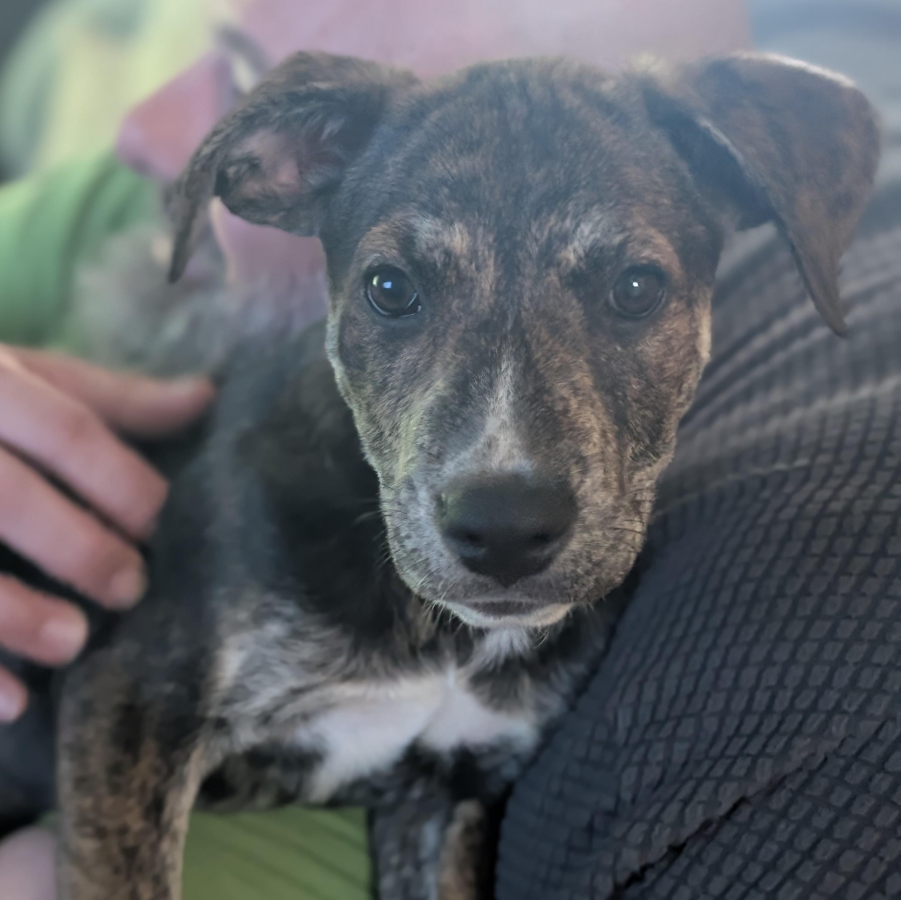 Jupiter (adoption pending), Adoptable, Puppy Female Pit Bull Terrier.