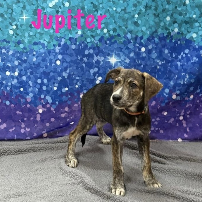 Jupiter (adoption pending), a Adoptable mixed breed in Albany, NY image 6/6