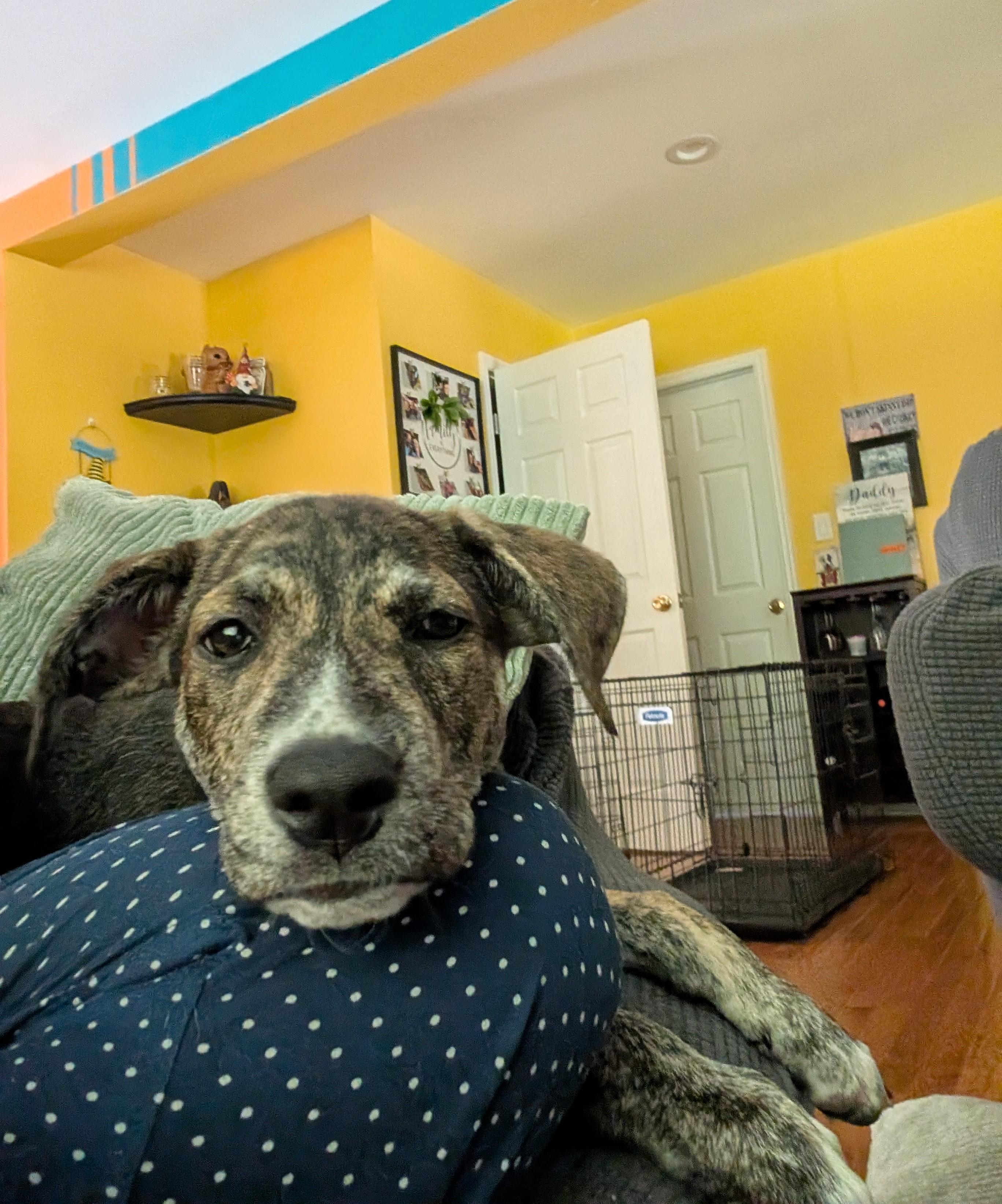Jupiter (adoption pending), a Adoptable mixed breed in Albany, NY image 3/6