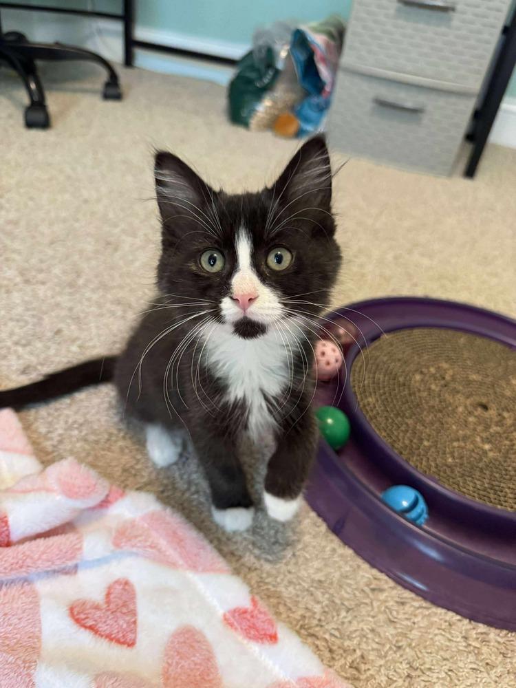 Stuffing, Adoptable, Kitten Male Domestic Medium Hair.