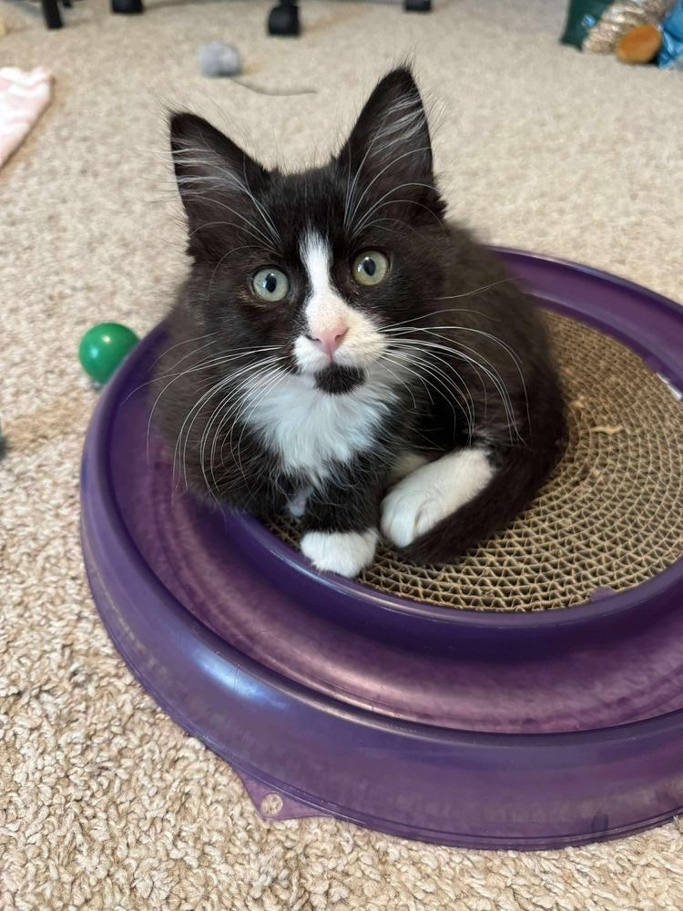 Enlarge Stuffing, a Adoptable Domestic Medium Hair in Emerald Isle, NC image 2/6