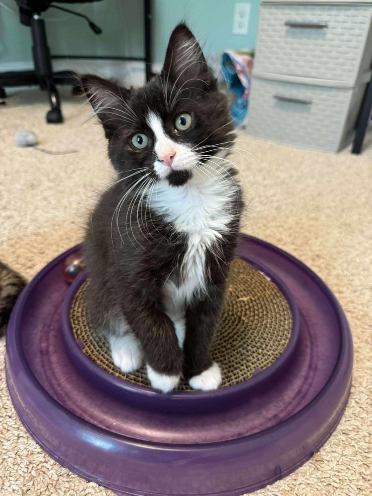 Enlarge Stuffing, a Adoptable Domestic Medium Hair in Emerald Isle, NC image 4/6