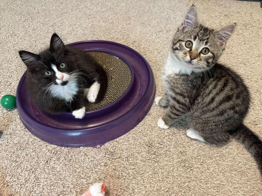 Enlarge Stuffing, a Adoptable Domestic Medium Hair in Emerald Isle, NC image 5/6