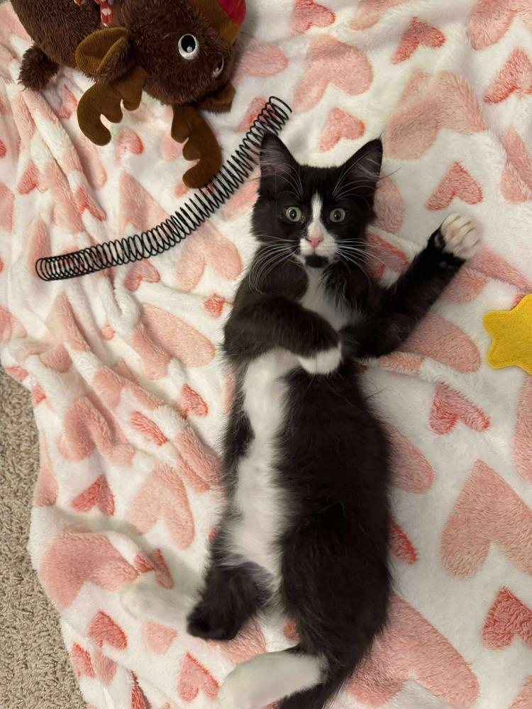 Enlarge Stuffing, a Adoptable Domestic Medium Hair in Emerald Isle, NC image 6/6