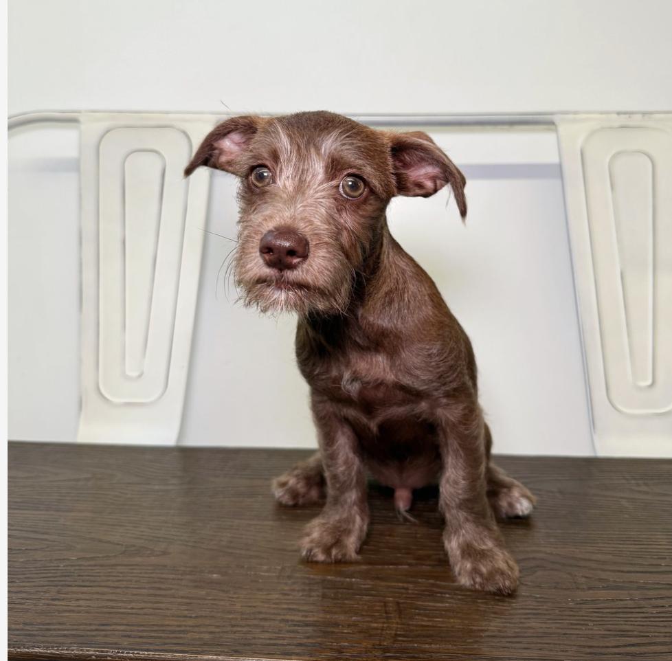 The Sandwich Litter, Baby Female Mixed Breed