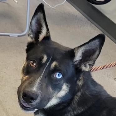 Enlarge Cassie, a Adoptable Mixed Breed in Las Cruces, NM image 3/6