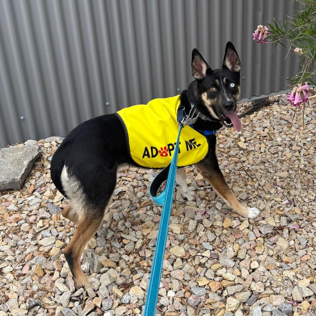 Enlarge Cassie, a Adoptable Mixed Breed in Las Cruces, NM image 6/6