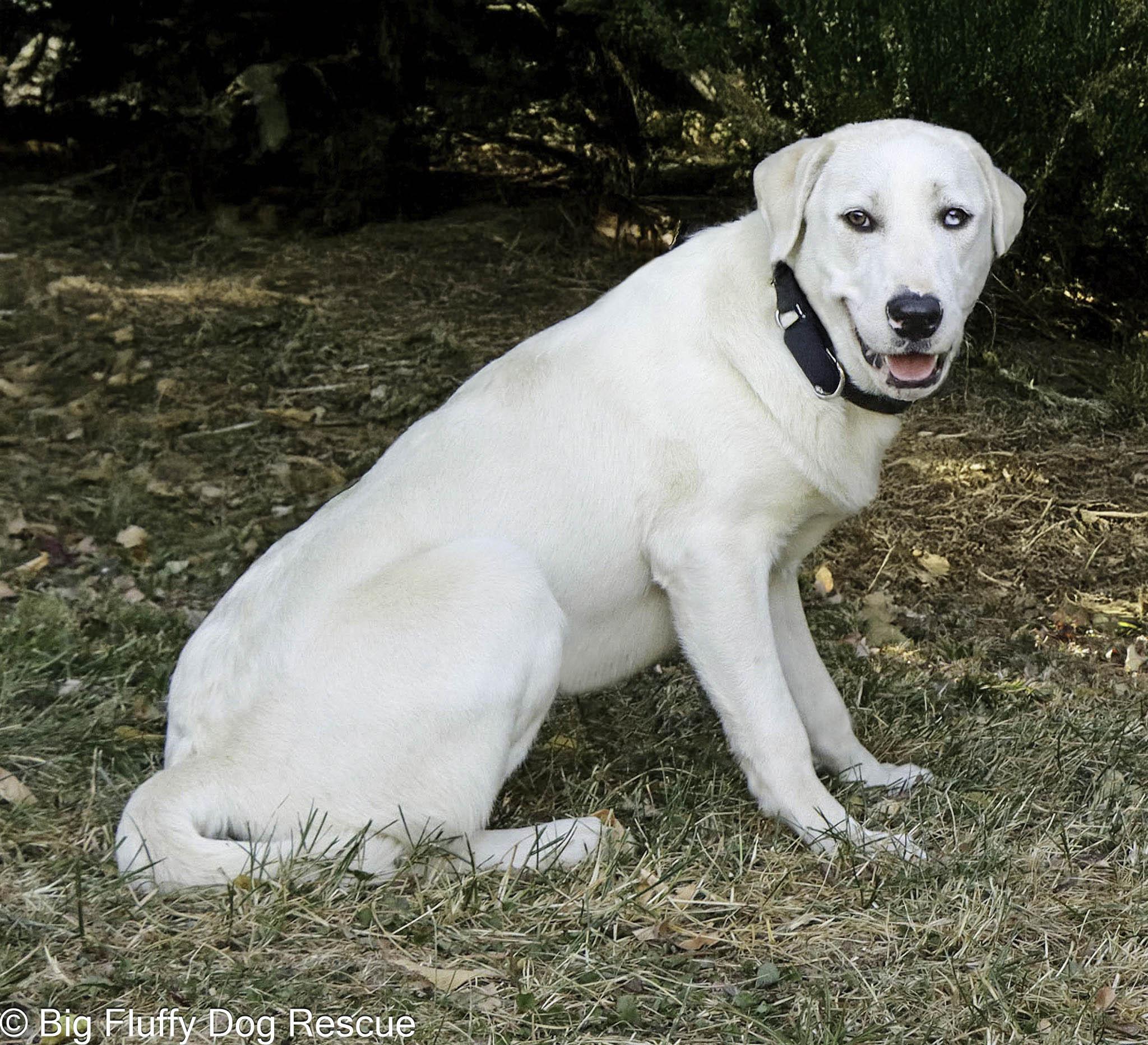Enlarge Silvia, a Adoptable mixed breed in Asheville, NC image 3/3